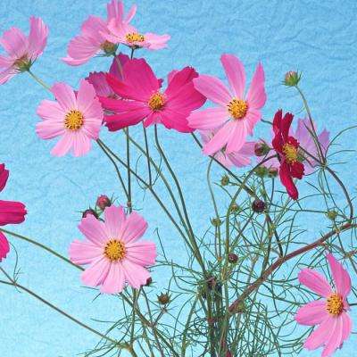 花妖传之遇见尊上手机版下载