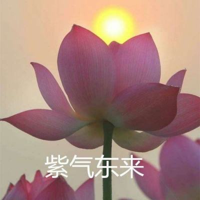 街头篮球联盟九游版下载